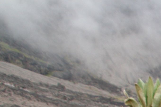 Foto: Jarle Traa.  Flott natur med mange uvanlige planter. Noen vokser kun på denne siden av Kilimanjaro og ingen andre steder i verden.