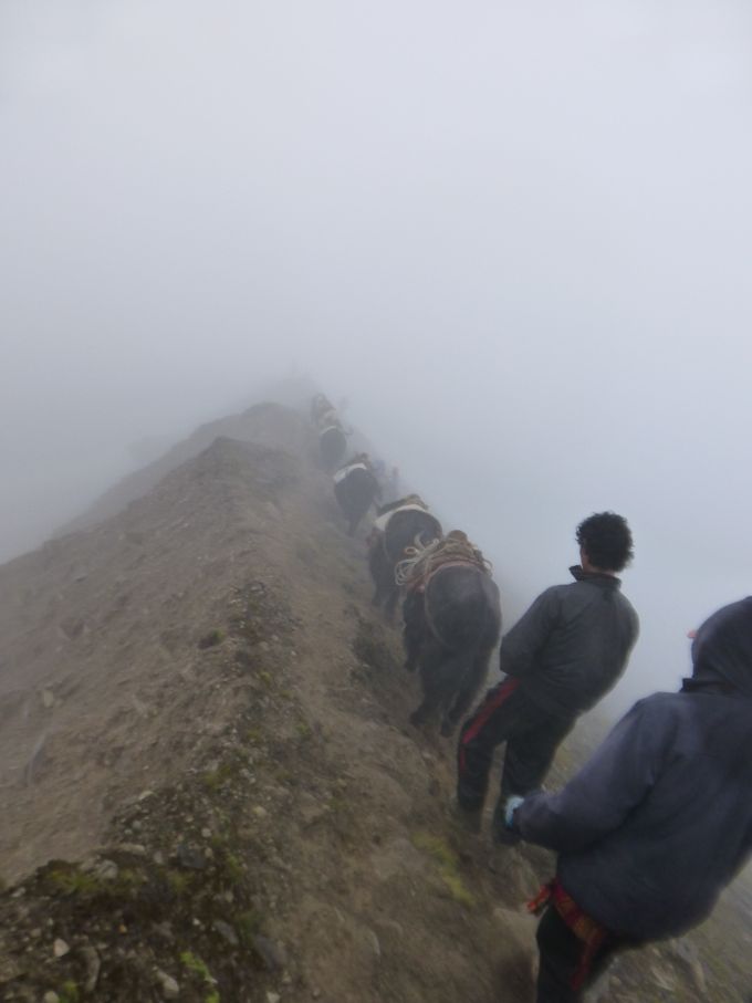 Å møte 10 store jak okser på en smal fjellrygg, da tviholder du ikke på forkjørsretten din. 
